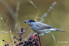 Zwartkop-27_Eurasian-Blackcap_Sylvia-atricapilla_11I3967