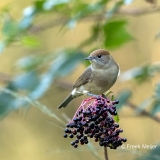 Zwartkop-28_Eurasian-Blackcap_Sylvia-atricapilla_11I3922