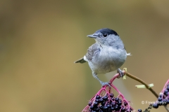 Zwartkop-29_Eurasian-Blackcap_Sylvia-atricapilla_11I3989