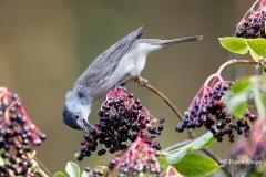 Zwartkop-31_Eurasian-Blackcap_Sylvia-atricapilla_11I4044