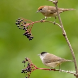 Zwartkop-32_Eurasian-Blackcap_Sylvia-atricapilla_11I4204