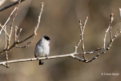 Zwartkop-33_Eurasian-Blackcap_Sylvia-atricapilla_AD9A1947