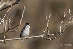 Zwartkop-34_Eurasian-Blackcap_Sylvia-atricapilla_AD9A1955