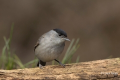 Zwartkop-35_Eurasian-Blackcap_Sylvia-atricapilla_BZ4T3972