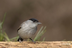 Zwartkop-36_Eurasian-Blackcap_Sylvia-atricapilla_BZ4T3974