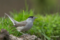 Zwartkop-37_Eurasian-Blackcap_Sylvia-atricapilla_BZ4T4031