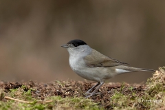 Zwartkop-38_Eurasian-Blackcap_Sylvia-atricapilla_BZ4T4043