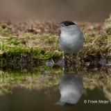 Zwartkop-39_Eurasian-Blackcap_Sylvia-atricapilla_BZ4T4047