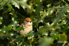 Zwartkop-40_Eurasian-Blackcap_Sylvia-atricapilla_BZ4T7001