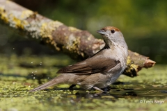 Zwartkop-41_Eurasian-Blackcap_Sylvia-atricapilla_E8A7584