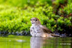 Zwartkop-44_Eurasian-Blackcap_Sylvia-atricapilla_P5A3879