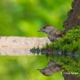 Zwartkop-45_Eurasian-Blackcap_Sylvia-atricapilla_P5A3889