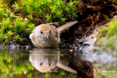 Zwartkop-46_Eurasian-Blackcap_Sylvia-atricapilla_P5A3988