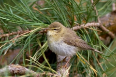 Fitis-02_Willow-Warbler_Phylloscopus-trochilus_MG_0147_1