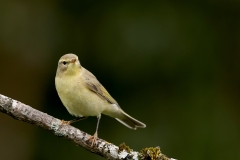 Fitis-08_Willow-Warbler_Phylloscopus-trochilus_11I3146