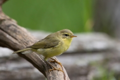 Fitis-11_Willow-Warbler_Phylloscopus-trochilus_9E8A1666