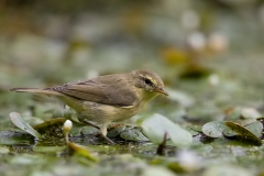 Fitis-12_Willow-Warbler_Phylloscopus-trochilus_9E8A1691