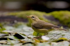 Fitis-13_Willow-Warbler_Phylloscopus-trochilus_9E8A1710