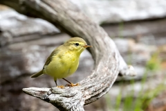 Fitis-14_Willow-Warbler_Phylloscopus-trochilus_1P5A0408