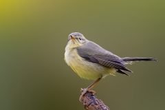 Fitis-15_Willow-Warbler_Phylloscopus-trochilus_P5A3060