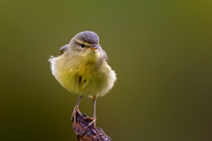 Fitis-16_Willow-Warbler_Phylloscopus-trochilus_P5A3062