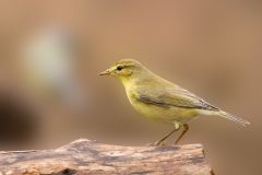 Fitis-17_Willow-Warbler_Phylloscopus-trochilus_P5A4604