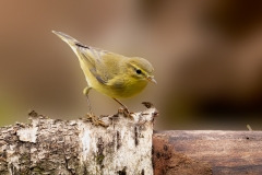 Fitis-18_Willow-Warbler_Phylloscopus-trochilus_P5A4611
