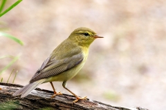 Fitis-19_Willow-Warbler_Phylloscopus-trochilus_P5A4275