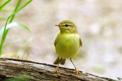 Fitis-20_Willow-Warbler_Phylloscopus-trochilus_P5A4279
