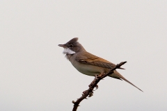 Grasmus-11_Common-Whitethroat_Sylvia-communis_49C7259