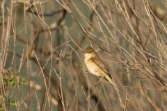 Kleine-Karekiet-01_Eurasian-Reed-Warbler_Acrocephalus-scirpaceus_BZ4T3323