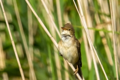 Kleine-Karekiet-04_Eurasian-Reed-Warbler_Acrocephalus-scirpaceus_MG_5369