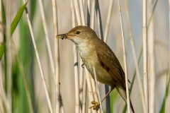 Kleine-Karekiet-05_Eurasian-Reed-Warbler_Acrocephalus-scirpaceus_IMG_5376