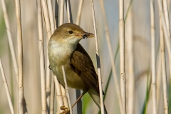 Kleine-Karekiet-06_Eurasian-Reed-Warbler_Acrocephalus-scirpaceus_IMG_5379