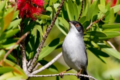 Kleine-Zwartkop-06_Sardinian-Warbler_Sylvia-melanocephala_Z4T5908