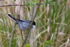 Kleine-Zwartkop-10_Sardinian-Warbler_Sylvia-melanocephala_9E8A0352