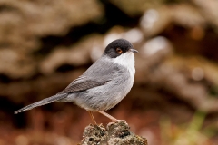 Kleine-Zwartkop-19_Sardinian-Warbler_Sylvia-melanocephalas_P5A8463