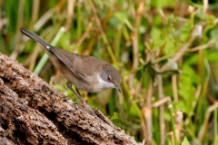 Kleine-Zwartkop-22_Sardinian-Warbler_Sylvia-melanocephalas_P5A3712