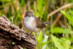 Kleine-Zwartkop-23_Sardinian-Warbler_Sylvia-melanocephalas_P5A3715