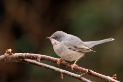 Kleine-Zwartkop-24_Sardinian-Warbler_Sylvia-melanocephalasP5A8255