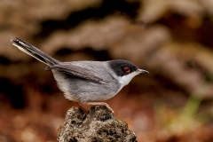 Kleine-Zwartkop-25_Sardinian-Warbler_Sylvia-melanocephalas_P5A8410