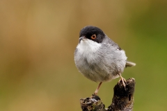 Kleine-Zwartkop-26_Sardinian-Warbler_Sylvia-melanocephalas_P5A8436