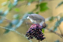 Zwartkop-30_Eurasian-Blackcap_Sylvia-atricapilla_11I3923