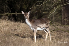 Damhert-01_Fallow-Deer_-Cervus-dama_-BZ4T6117