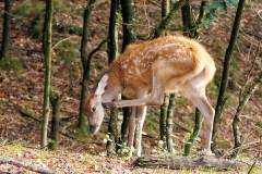 Damhert-03_Fallow-Deer_-Cervus-dama_P5A4388