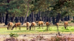 Edelhert-15_-Reddeer_Cervus-elaphus_P5A4473