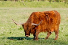 Schotse-Hooglander-01_Highland-Cow_MG_3018