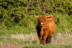 Schotse-Hooglander-02_Highland-Cow_MG_3021