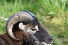 Soay-01_Soay-sheep_Ovis-aries_BZ4T6548