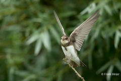 Oeverzwaluw-01_Sand-Martin_Riparia-riparia_BZ4T9018